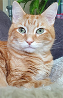 Photo of Oliver, an orange cat