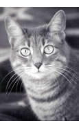 black and white Photo of Carol's cat Blinky